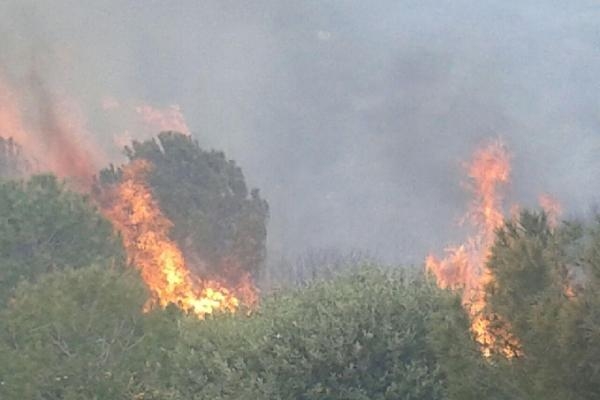Foça'da yangın Foça'da yangın