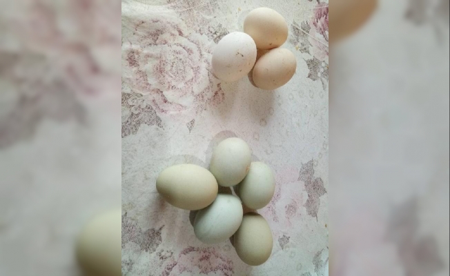 Değerini öğrenince yeşil yumurtlayan tavuğunu kesmekten vazgeçti Değerini öğrenince yeşil yumurtlayan tavuğunu kesmekten vazgeçti