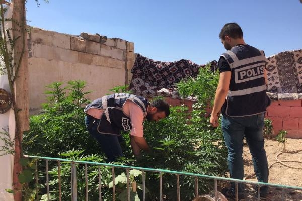 Evin damına ekilen 90 kök hintkenevirine 2 gözaltı Evin damına ekilen 90 kök hintkenevirine 2 gözaltı