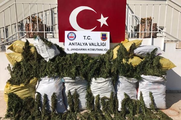 Alanya'da 247 kilo esrar ele geçirildi Alanya'da 247 kilo esrar ele geçirildi