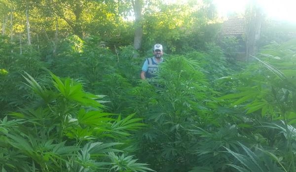 Amasya’da 220 kök hintkeneviri ele geçirildi Amasya’da 220 kök hintkeneviri ele geçirildi
