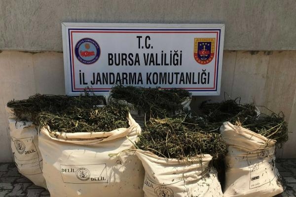 Göl içindeki sazlık alanda hintkeneviri yetiştirdiler Göl içindeki sazlık alanda hintkeneviri yetiştirdiler