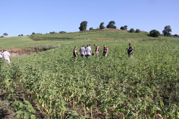 Samsun'da bin kök hint keneviri ele geçirildi Samsun'da bin kök hint keneviri ele geçirildi