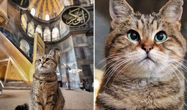 Ayasofya'nın sembol kedisi Gli hayatını kaybetti 1