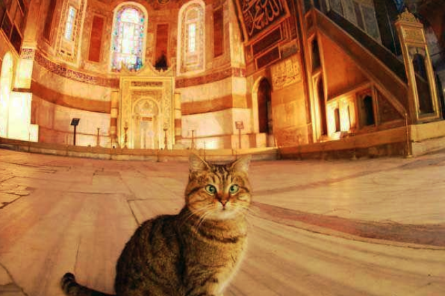 Ayasofya'nın sembol kedisi Gli hayatını kaybetti 5
