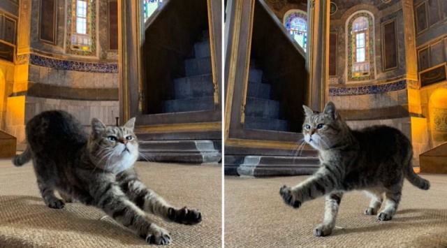Ayasofya'nın sembol kedisi Gli hayatını kaybetti 7