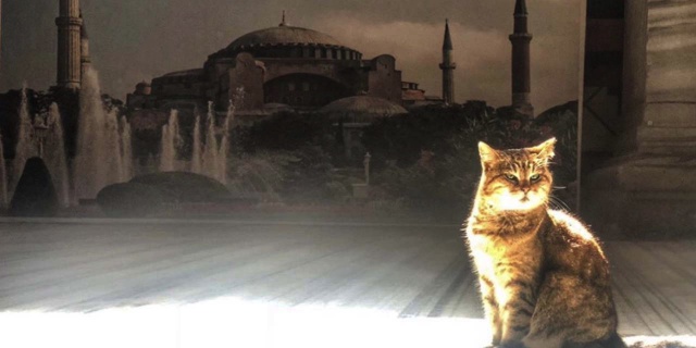 Ayasofya'nın sembol kedisi Gli hayatını kaybetti 8