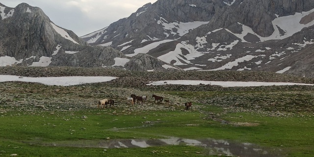 Doğaseverler, 100 kilometre yol kat edip Yılkı Atlarını görüntüledi 1