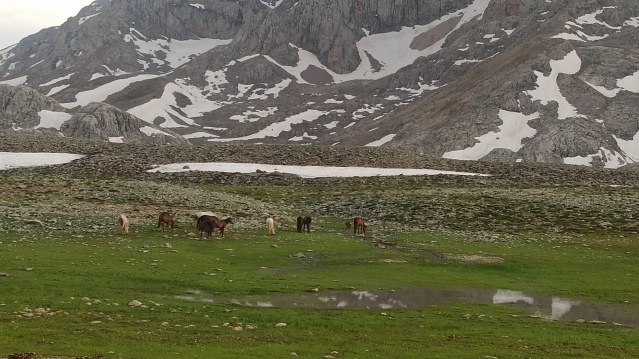 Doğaseverler, 100 kilometre yol kat edip Yılkı Atlarını görüntüledi 6