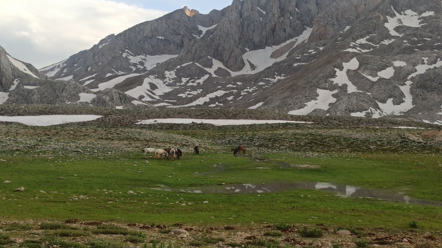 Doğaseverler, 100 kilometre yol kat edip Yılkı Atlarını görüntüledi 7