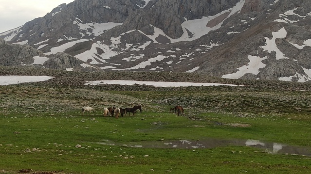 Doğaseverler, 100 kilometre yol kat edip Yılkı Atlarını görüntüledi 5