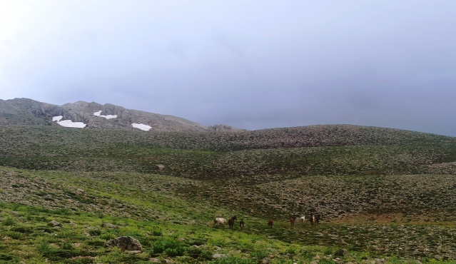 Doğaseverler, 100 kilometre yol kat edip Yılkı Atlarını görüntüledi 2