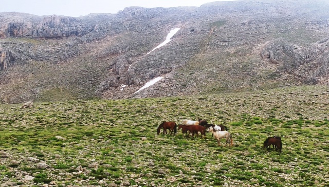 Doğaseverler, 100 kilometre yol kat edip Yılkı Atlarını görüntüledi 8