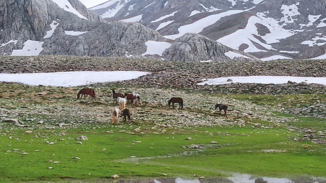 Doğaseverler, 100 kilometre yol kat edip Yılkı Atlarını görüntüledi 4