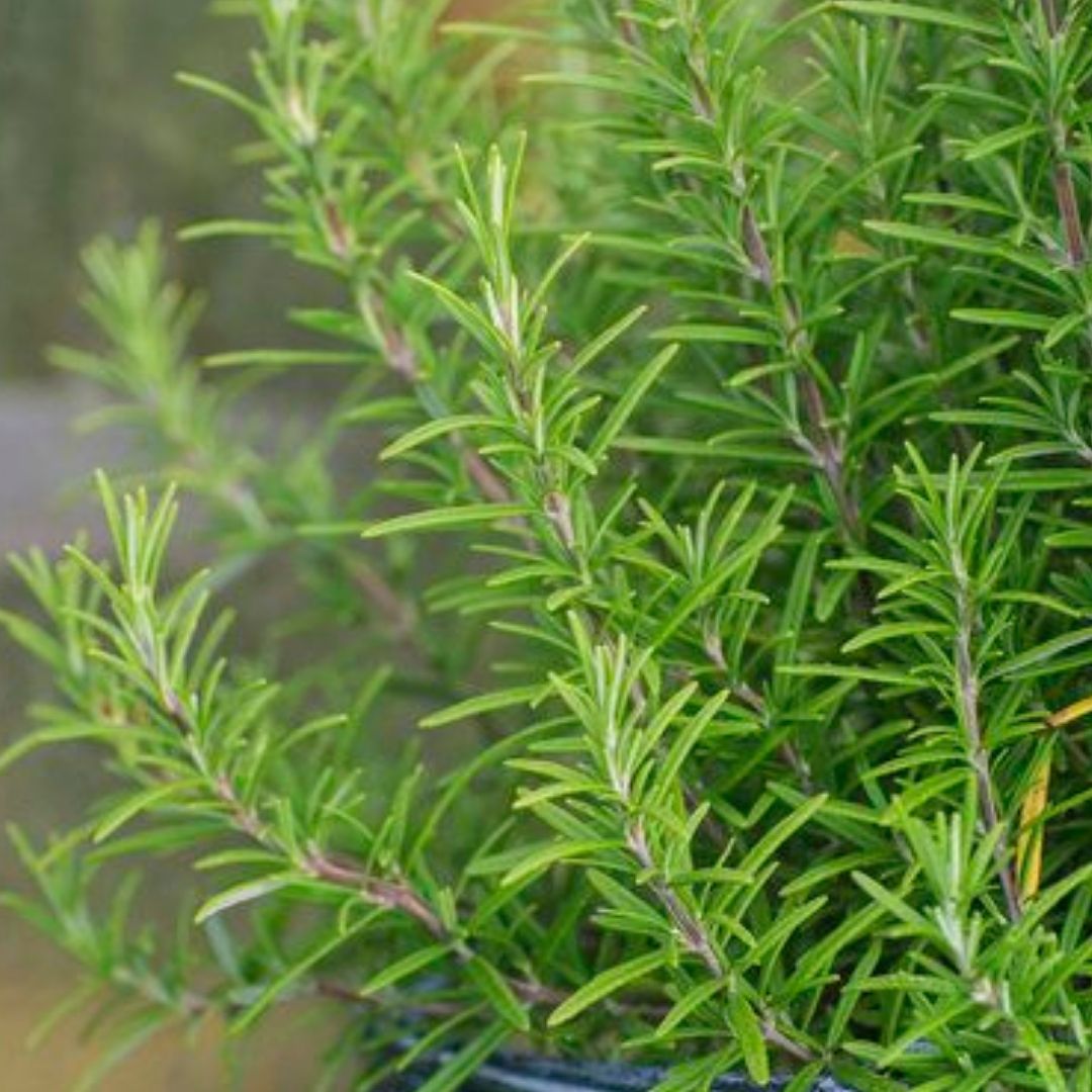 Biberiyenin faydaları saymakla bitmiyor 4