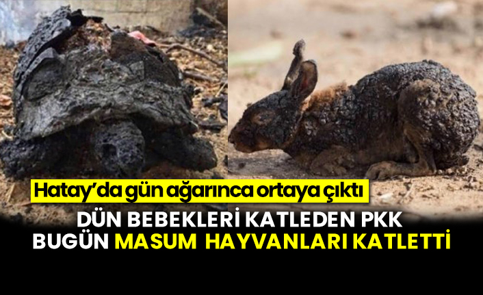 Dün bebekleri katleden PKK bugün masum hayvanları katletti, Hatay’da gün ağarınca ortaya çıktı