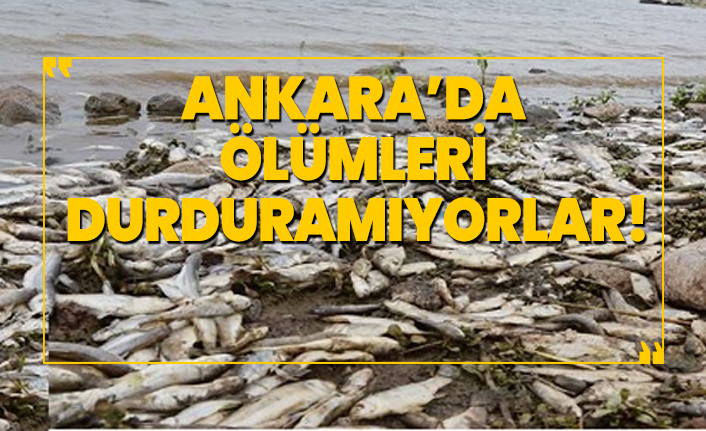 Ankara’da ölümleri durduramıyorlar!