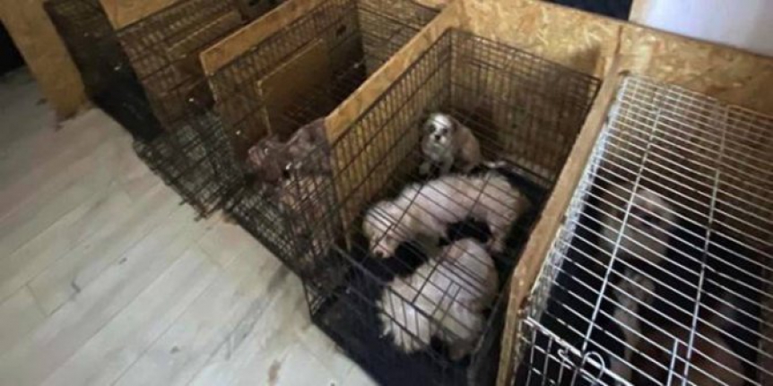 Ses telleri kesilen köpeklerle ilgili flaş gelişme