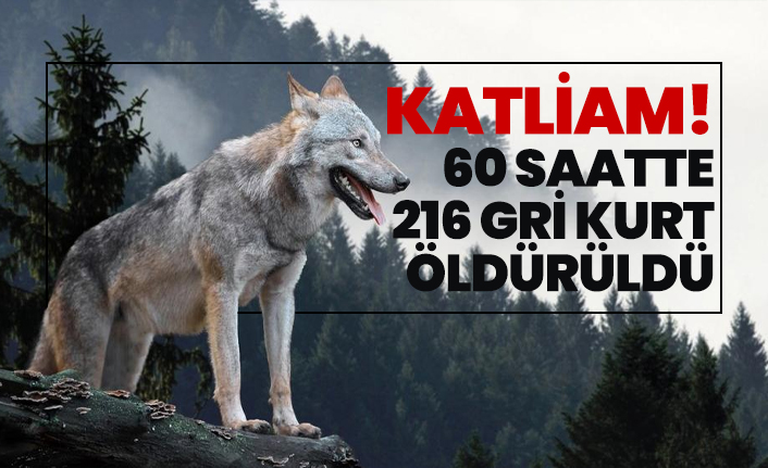 60 saatte 216 gri kurt öldürüldü