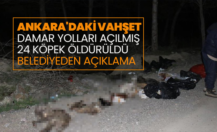 Ankara'daki vahşet damar yolları açılmış 24 köpek öldürüldü belediyeden açıklama