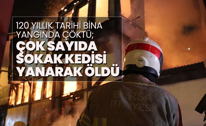 120 yıllık tarihi bina yangında çöktü;  çok sayıda sokak kedisi yanarak öldü
