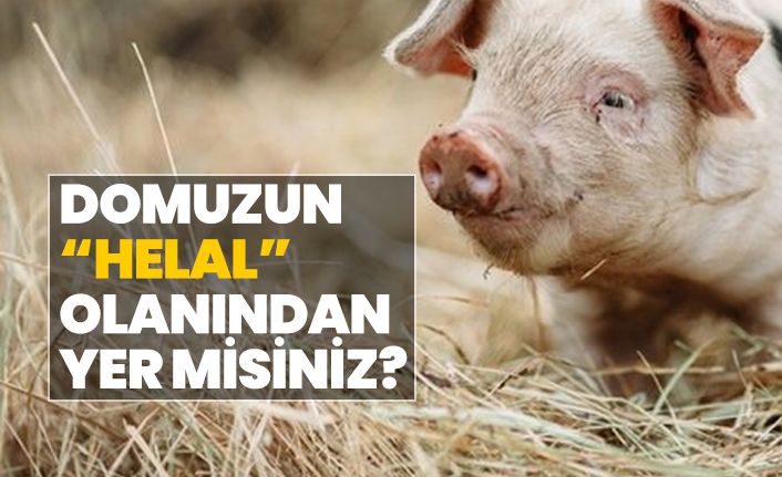 Domuzun “Helal” olanından yer misiniz?