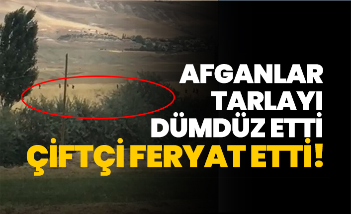 Afganlar tarlayı dümdüz etti, çiftçi feryat etti!