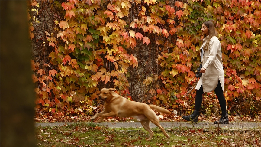 İşte 'köpek vergisi' alınan o ülkeler!