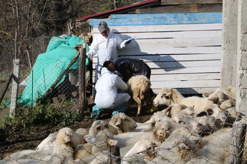 Çiçek hastalığı alarmı: 50 köy karantinada