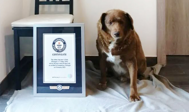 Guinness, dünyanın en yaşlı köpeğini açıkladı