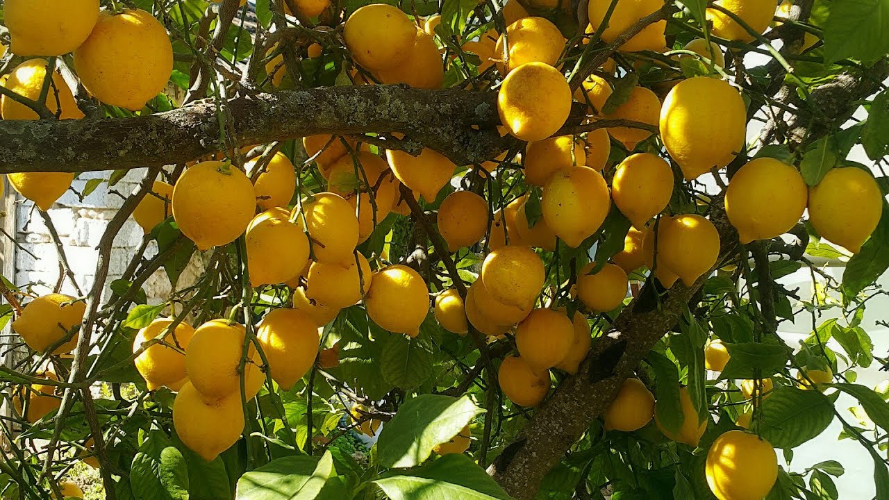 Arsuz’da limon dalında kaldı