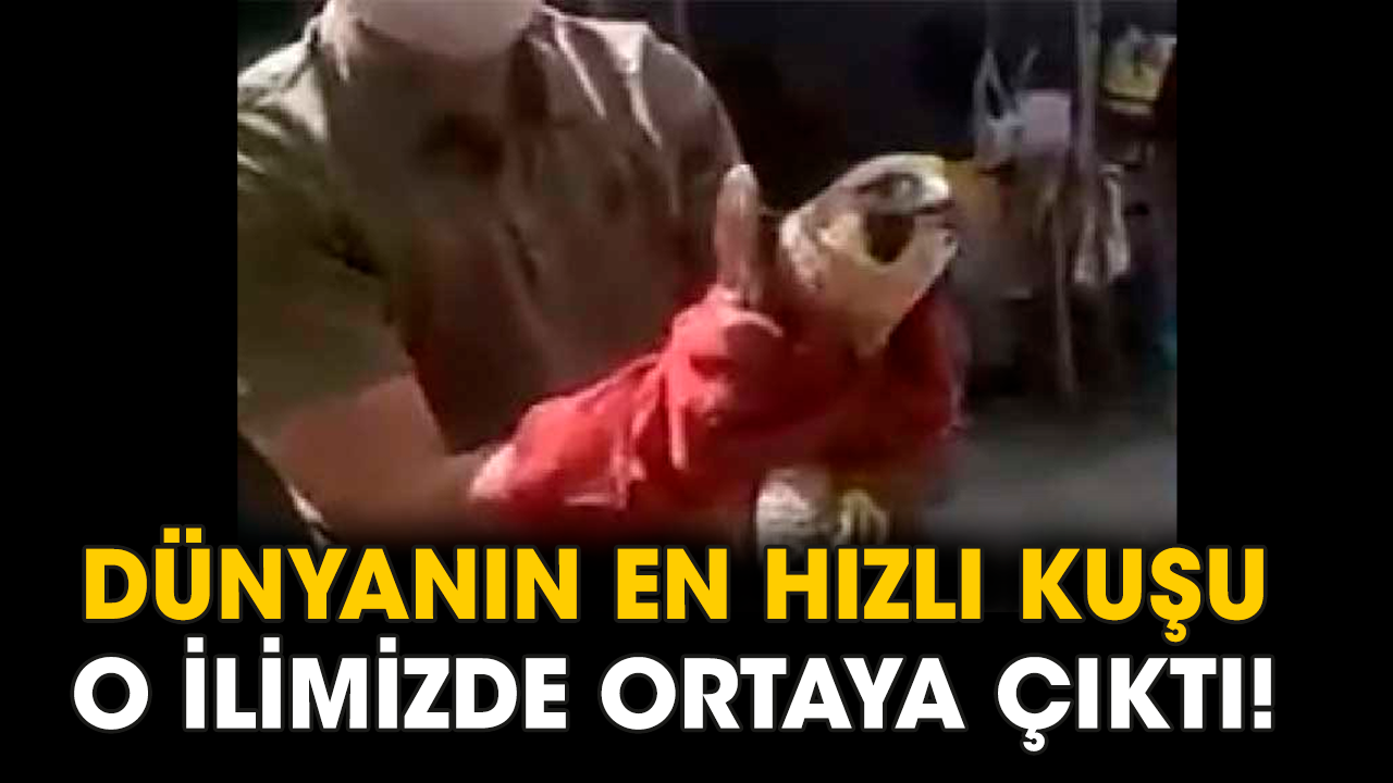 Dünyanın en hızlı kuşu o ilimizde ortaya çıktı!