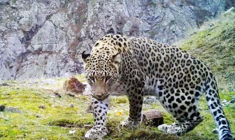 Anadolu leoparında yeni gelişme!