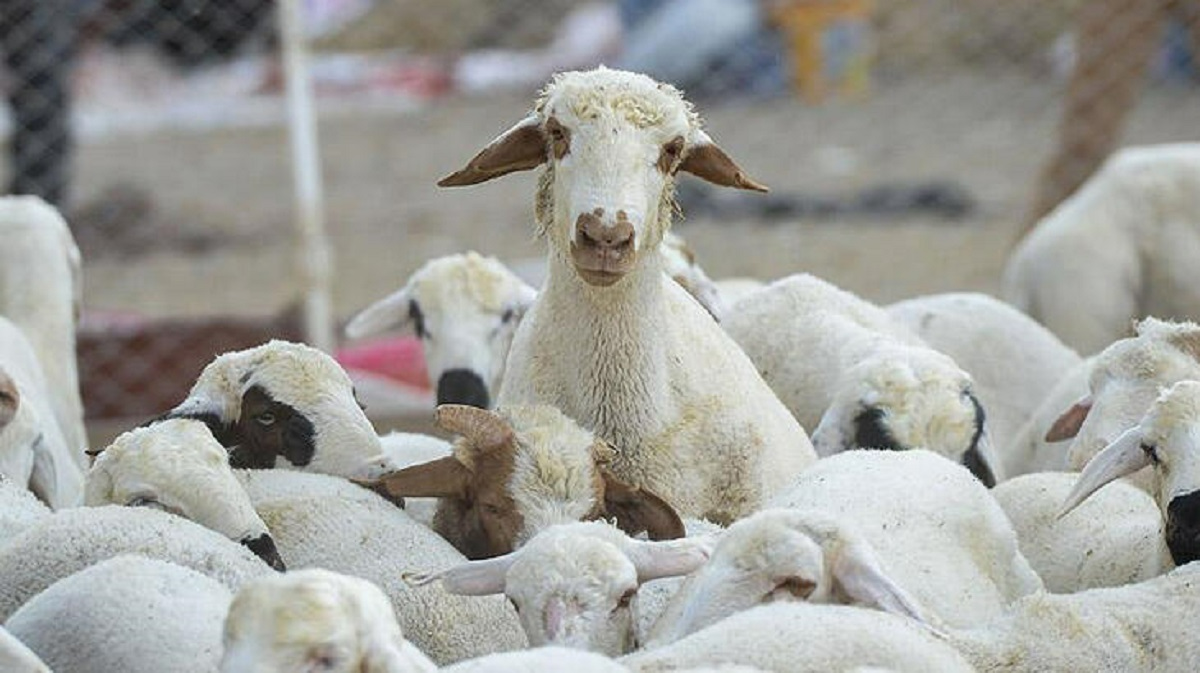 Kurban fiyatları cep yakıyor