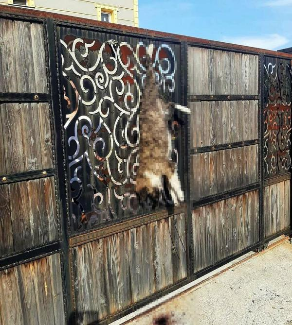 Bağ evinin kapısına asılı ölü köpek bulundu