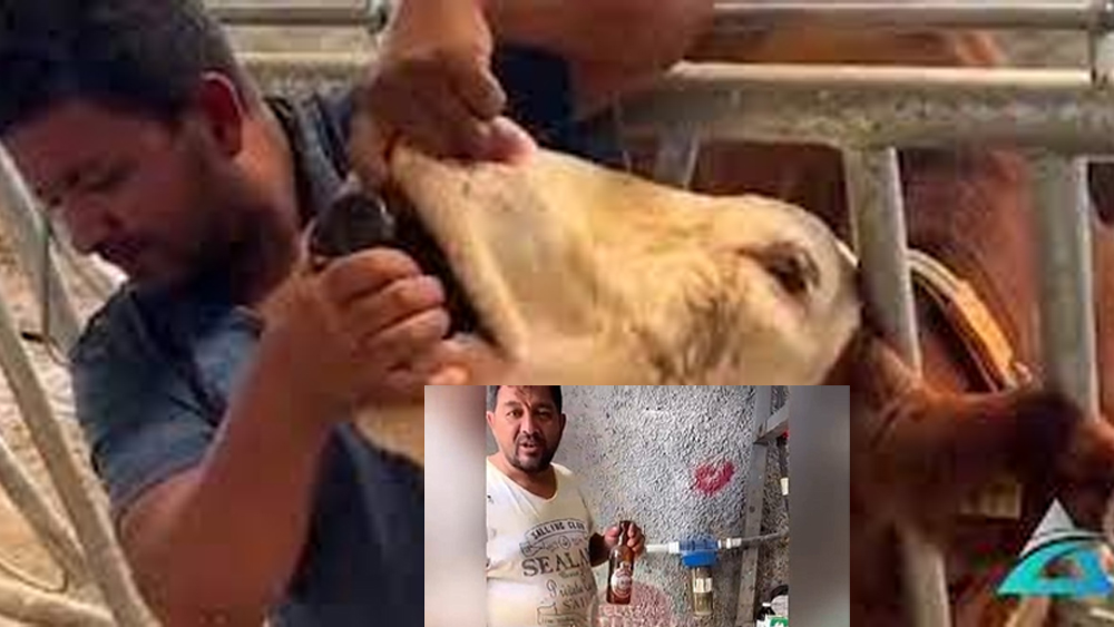 İneğe içki şişesi ile video çeken kişiye tepki yağdı