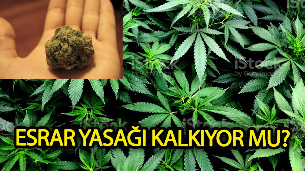 Esrar içmek neden serbest oldu