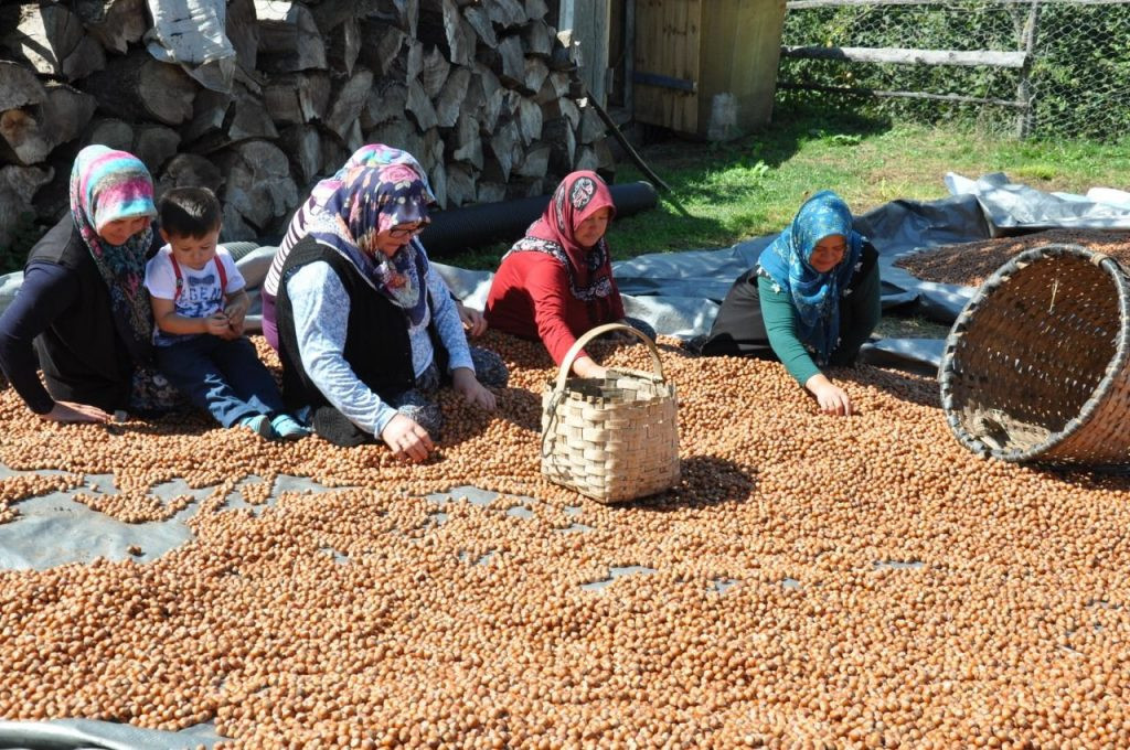 Fındık üreticileri sahipsiz