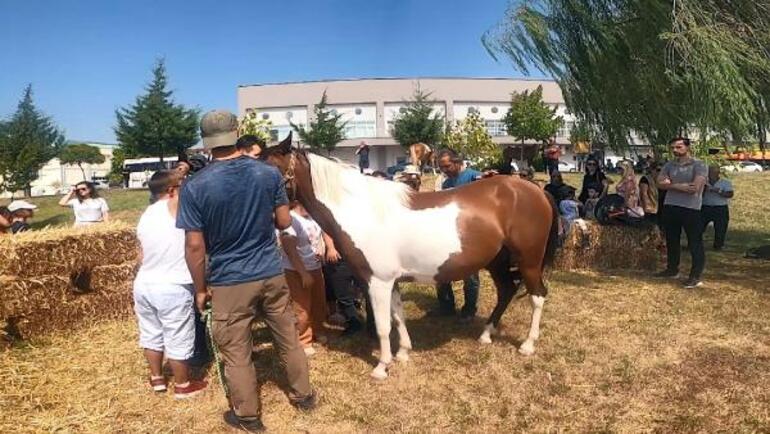 At destekli tedavi!