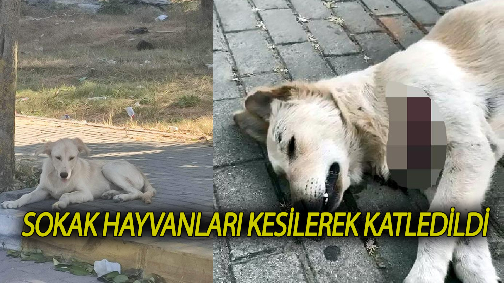 Sokak hayvanları kesilerek öldürüldü