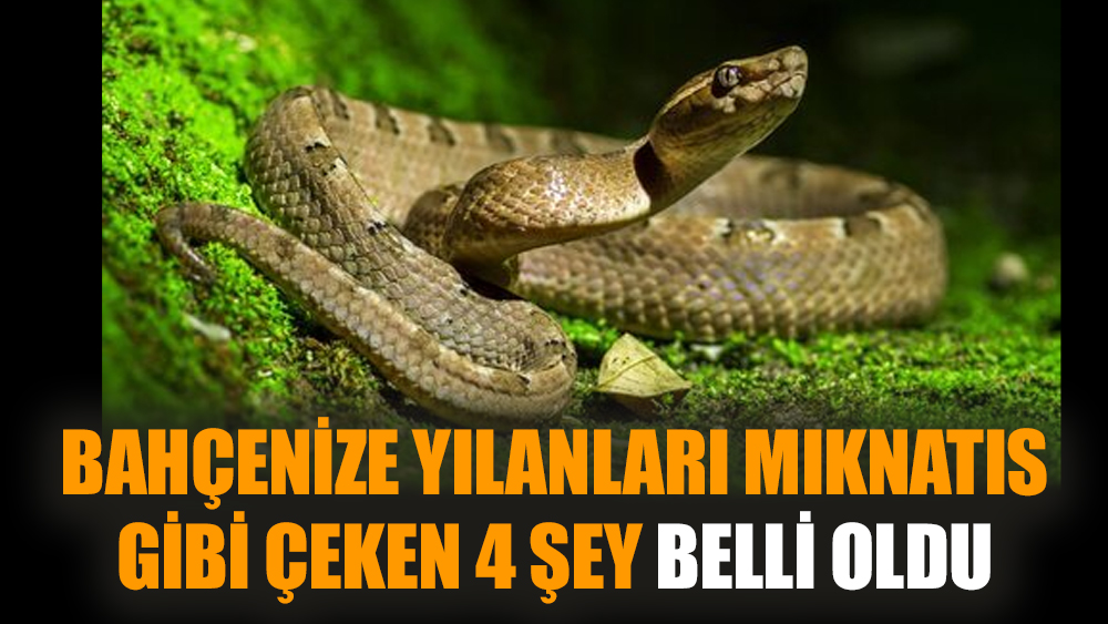Bahçenize yılanları mıknatıs gibi çeken 4 şey belli oldu