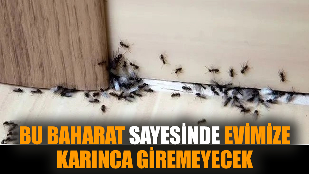 Bu baharat sayesinde evimize karınca giremeyecek