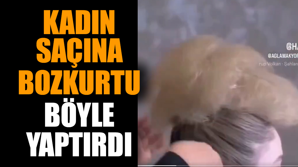 Kadın saçına bozkurtu böyle yaptırdı