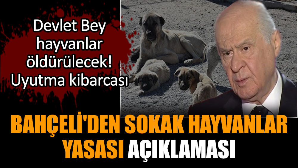 Bahçeli'den sokak hayvanları yasası açıklaması