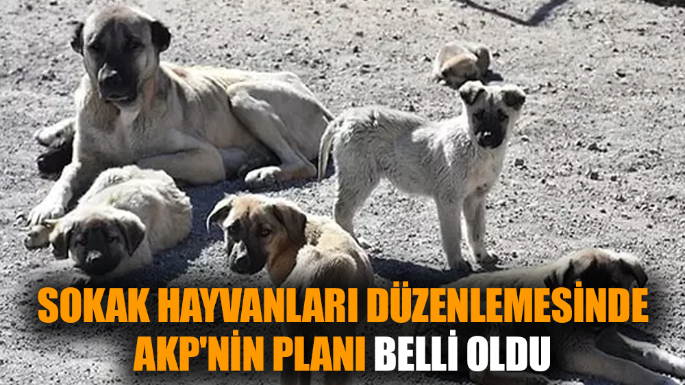 Sokak hayvanları düzenlemesinde AKP'nin planı belli oldu