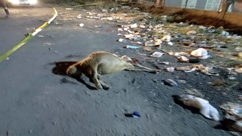 Hatay'da 15 Koyun Zehirlenerek Öldü
