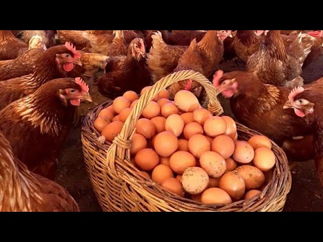 Yumurta ve tavuk eti fiyatlarında büyük artış bekleniyor
