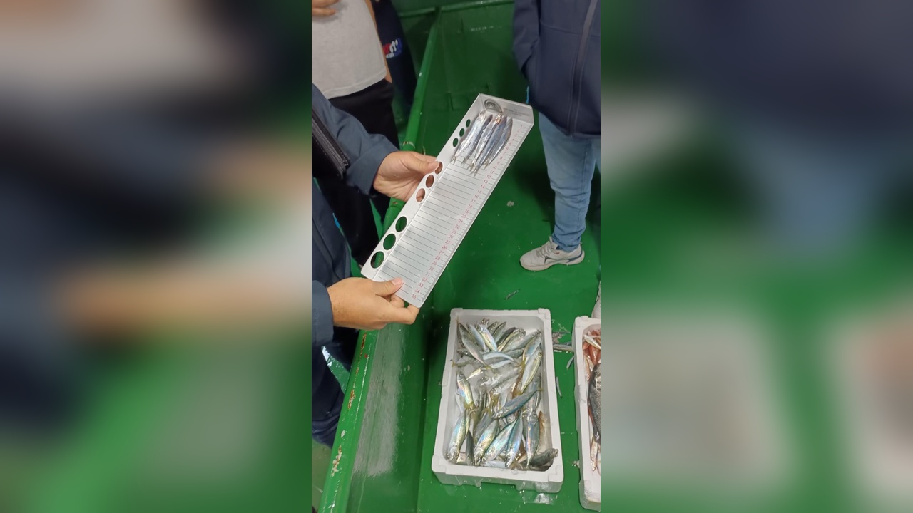 Bodrum'da Hamsi Avı Denetimleri Sıkılaştırıldı