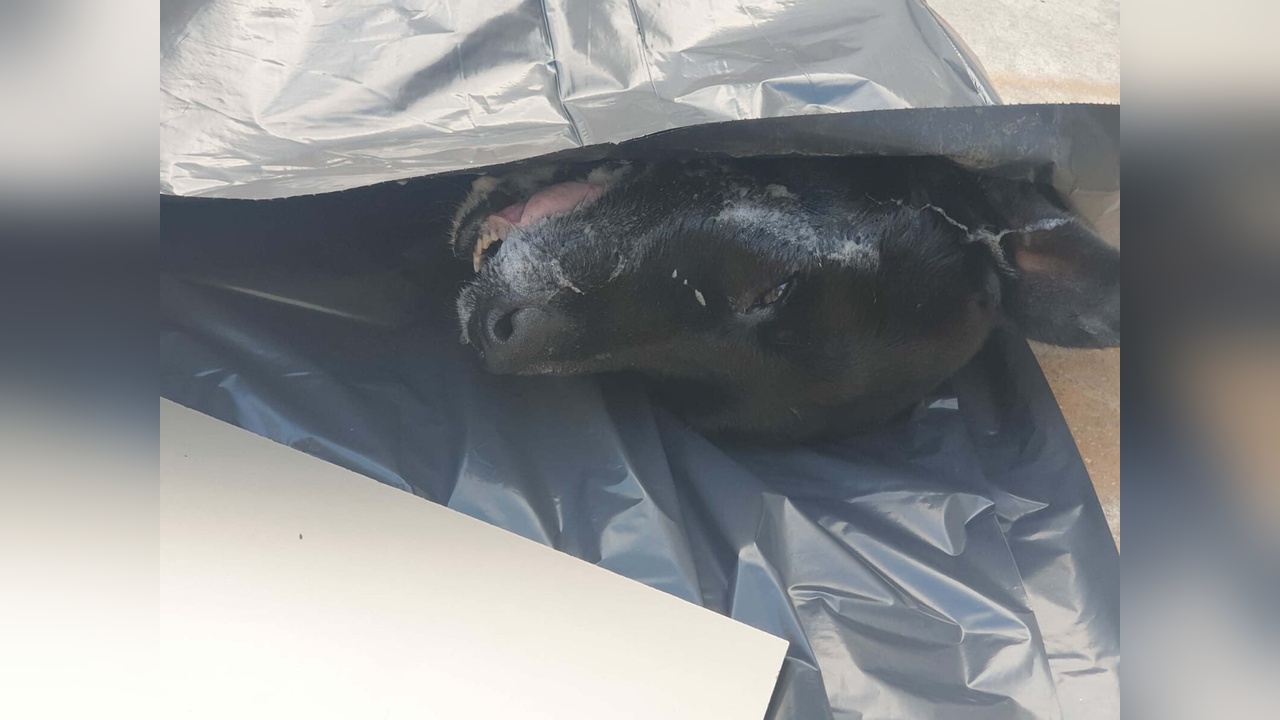 Bodrum'da Dört Köpeğin Ölümü Zehirlenme İddiasıyla Gündeme Geldi