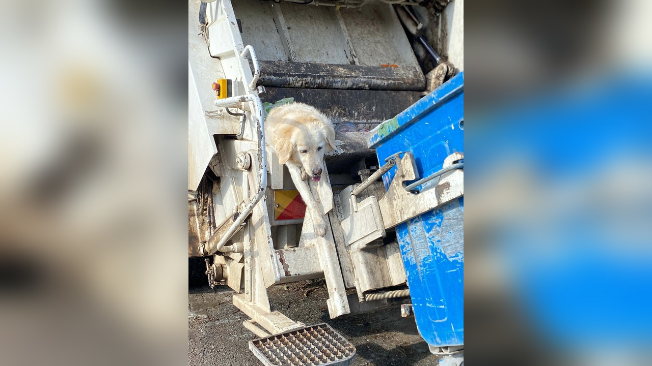 Bodrum'da Çöpten Kurtarılan Bambi Pamuk, Hayatını Kaybetti